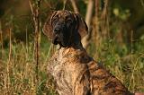 DOGUE ALLEMAND 916